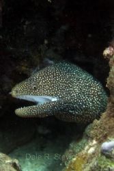 Originally, I only saw the tail of this White Mouth Moray... by Dale Stevick 